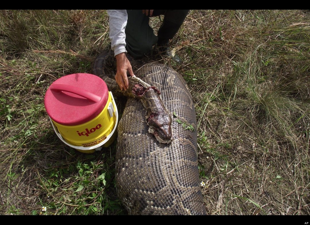 Huge Reticulating Python With Big Dinner In Its Belly!