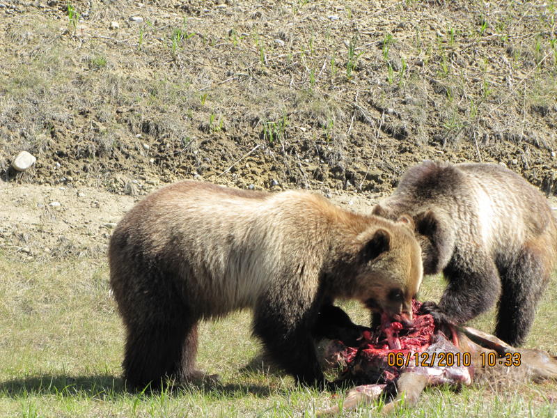 Bears First Date!