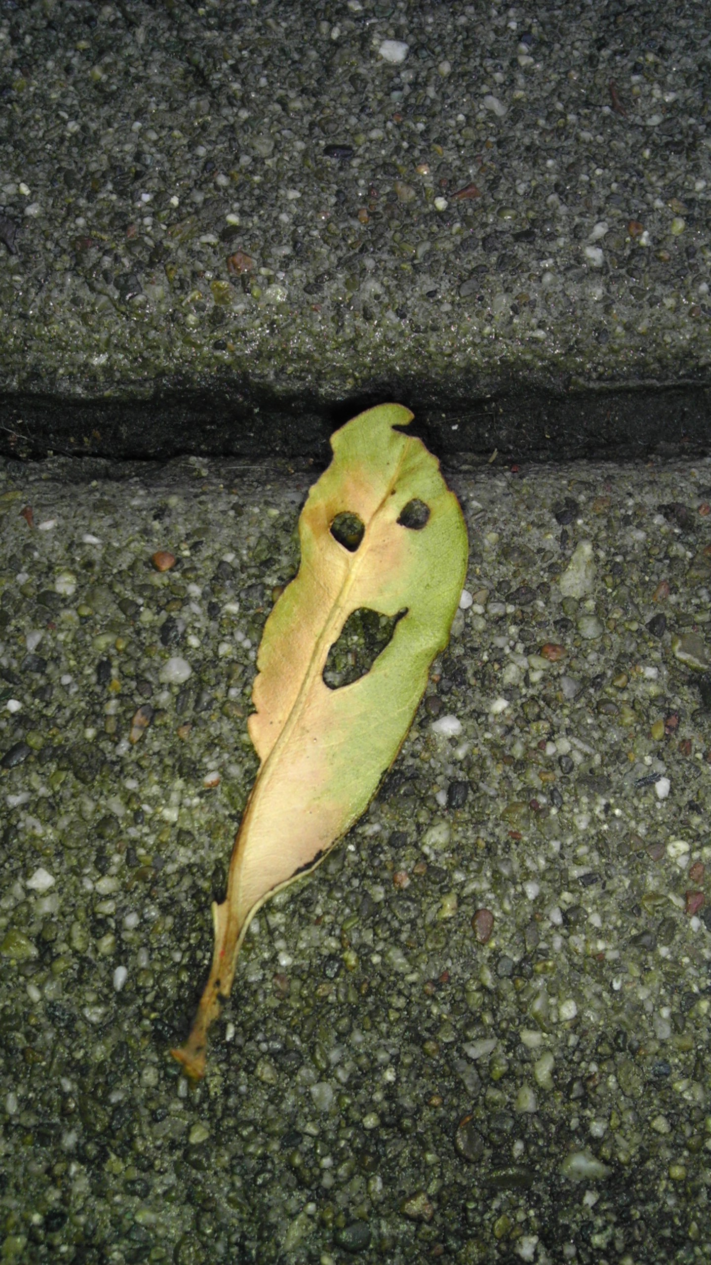 Happy leaf smiled at me on the way to work this morning!