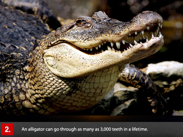 crocodiles hd - 2. An alligator can go through as many as 3,000 teeth in a lifetime.