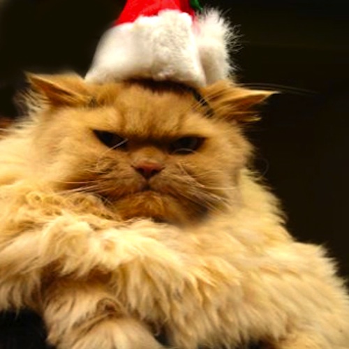 Depressing Christmas Animals