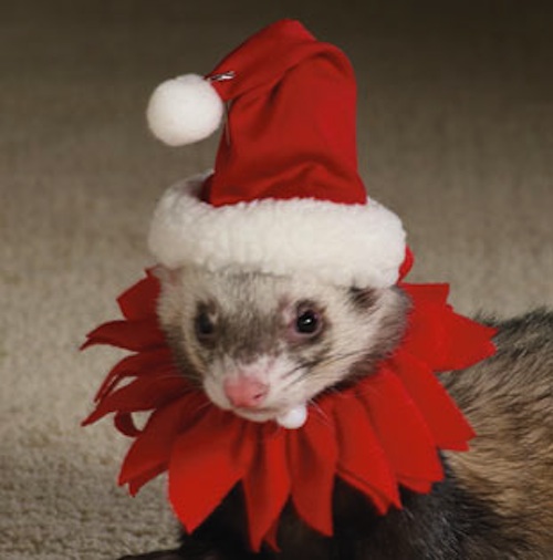 Depressing Christmas Animals