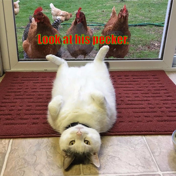 A cat so lazy, he won't even chase his chickens.