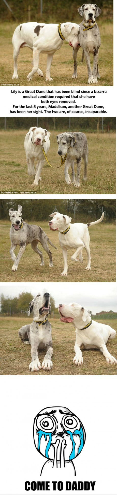 Blind dog has a pal