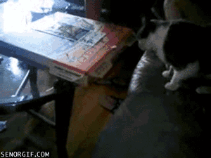 Cat serious about pizza-Gif