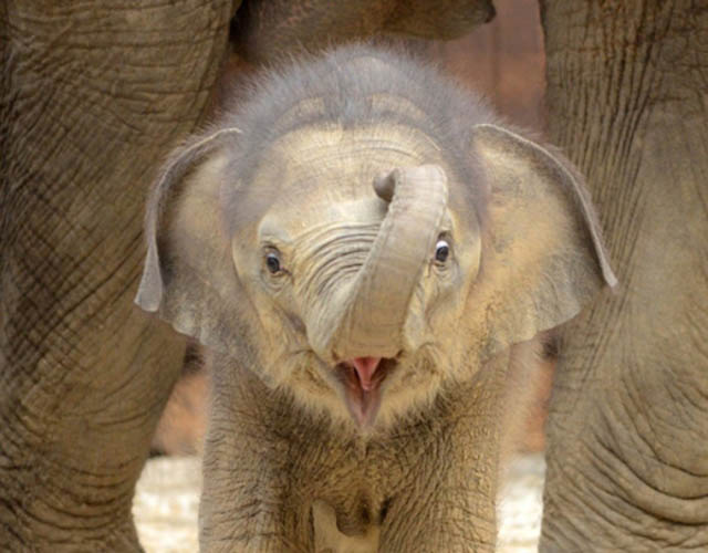 Baby Elephants