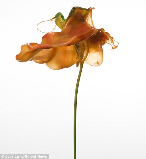 Liquid Flowers by Jack Long