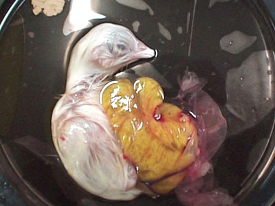 The Birth of a Chick