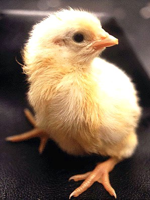 The Birth of a Chick