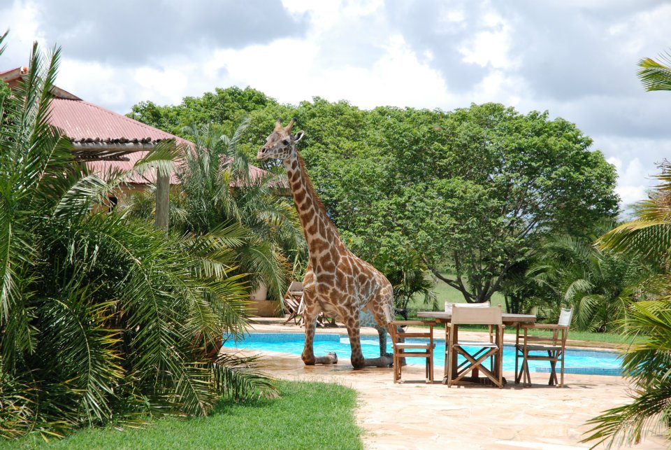 Giraffe Loves His Swimming Pool