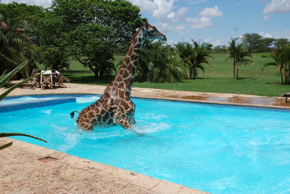 Giraffe Loves His Swimming Pool