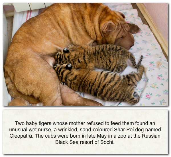 Shar Pei dog nursing tiger cubs