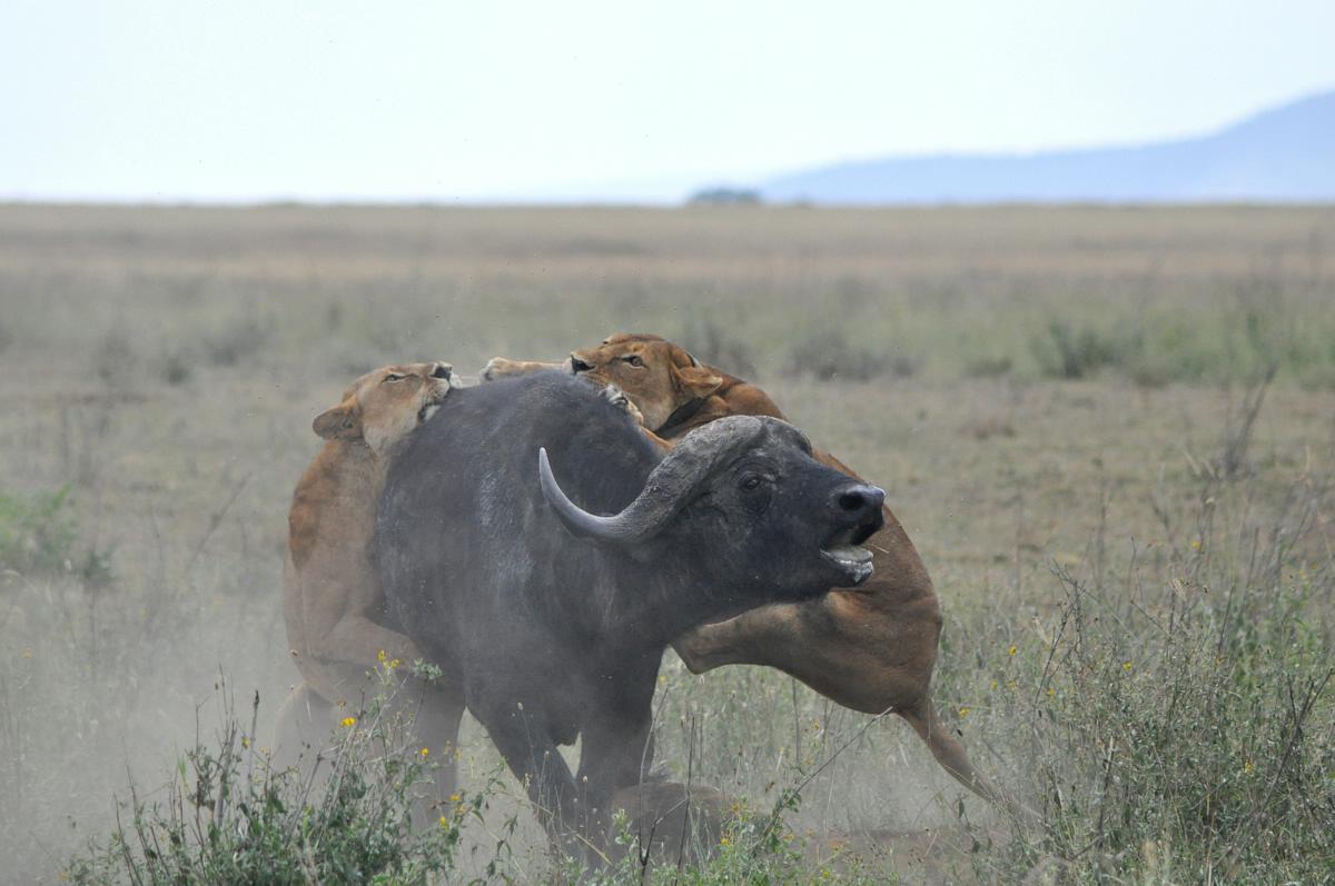 Lions Hunt Wild Buffalo