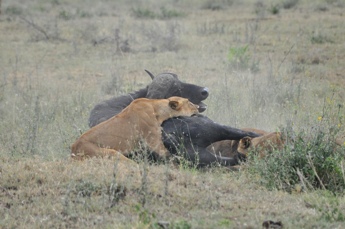 Lions Hunt Wild Buffalo