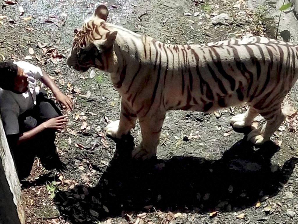 A white tiger on Tuesday attacked and killed a youth who appeared to have jumped or fallen into its enclosure at the zoo in Delhi, witnesses said.
Despite repeated warnings that he shouldn't get too close to the outdoor enclosure, the youth eventually climbed over a knee-high fence, through some small hedges, then jumped down 18 feet into a protec