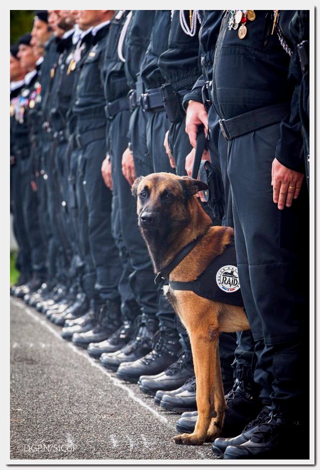 A police dog called Diesel was killed during the raid on the apartment in St Denis, where the alleged mastermind of Friday’s atrocities in Paris was believed to be hiding.
A tweet by the French national police confirmed the death of the seven-year-old Malinois, or Belgian shepherd dog.
