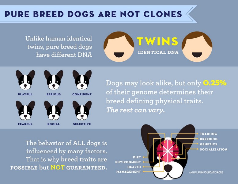 Animal Informative Posters