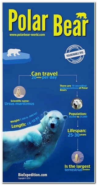 Animal Informative Posters