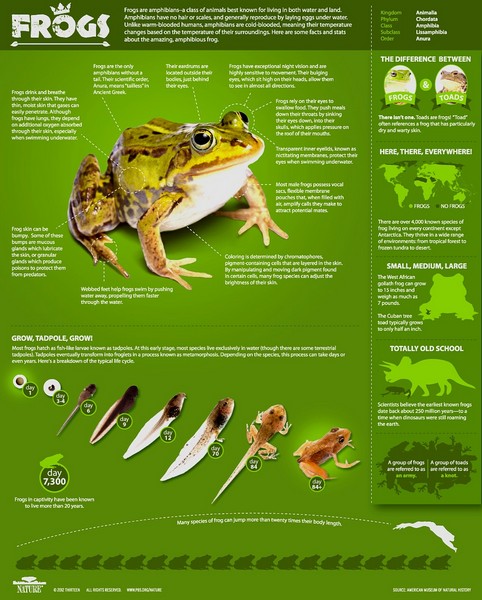 Animal Informative Posters