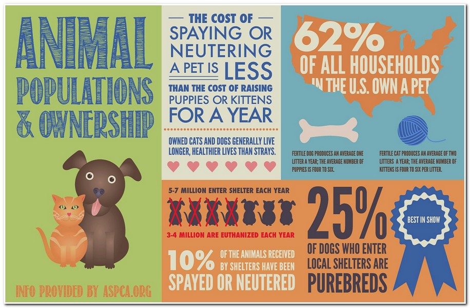 Animal Informative Posters