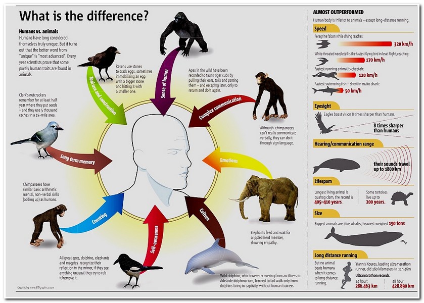 Animal Informative Posters