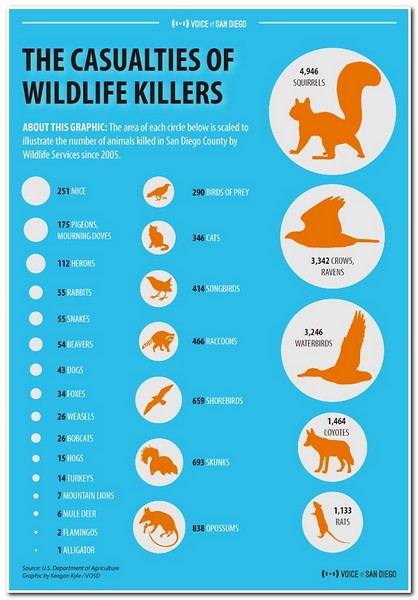 Animal Informative Posters