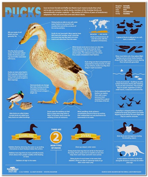 Animal Informative Posters