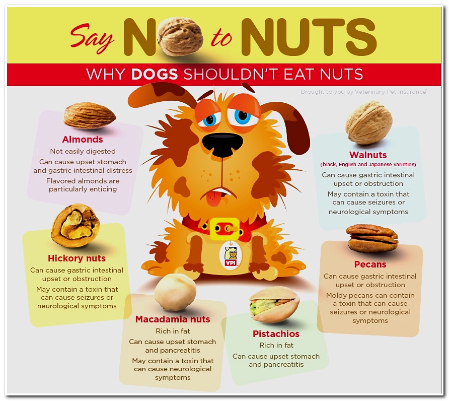 Dogs eat перевод на русский. Инфографика собаки. Инфографика домашние животные. Dogs Nuts. Pet infograph.
