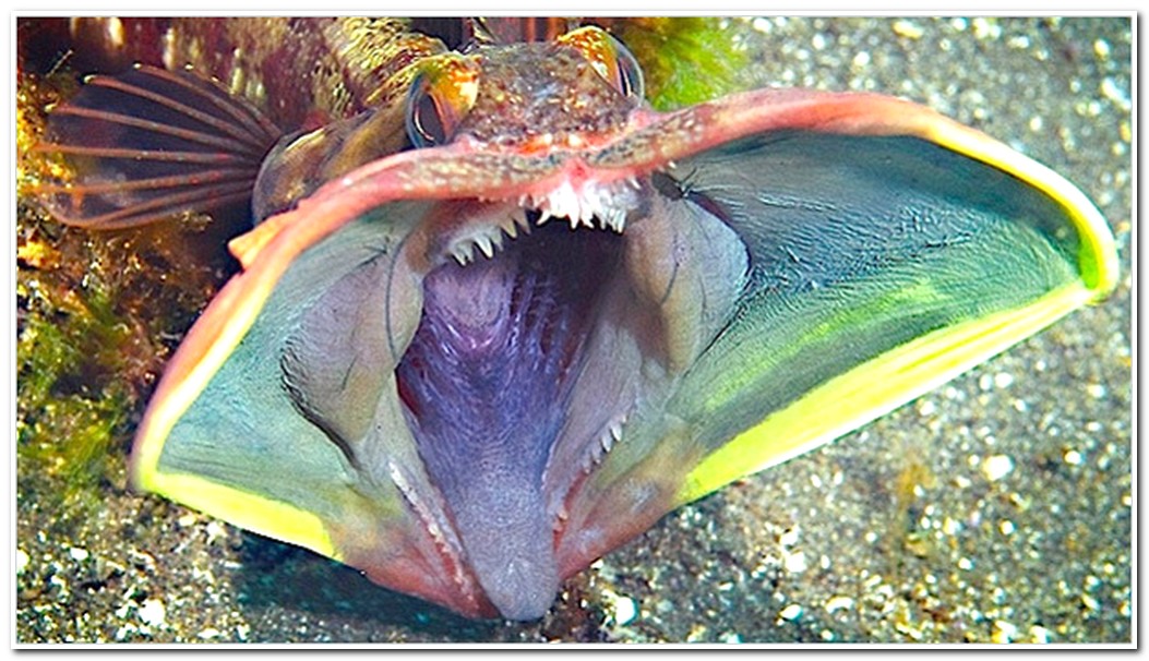 Bizarre Deep Sea Creatures - Gallery | eBaum's World
