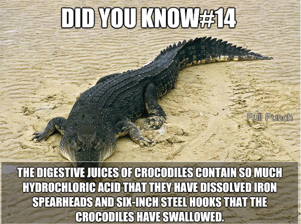 Bizarre Facts and Useless Knowledge