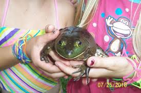 huge frog