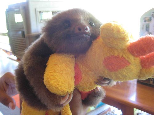 random pic baby sloth with giraffe