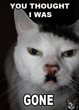 random pic cats that look like hitler - You Thought I Was Gone