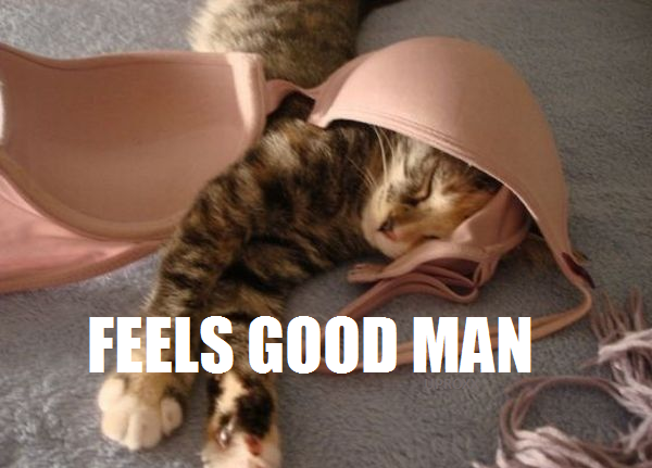 random pic funny cat bra - Feels Good Man