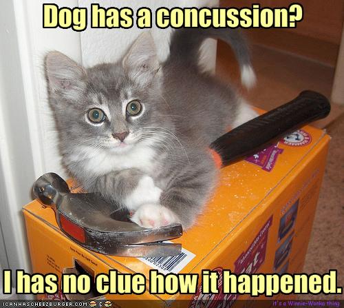 random pic didn t do it cat - Dog has a concussion? I has no clue how it happened. Tcanhascherzburger.Com