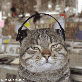 random pic cat listening to music gif - b3ta.hnldesign.nl