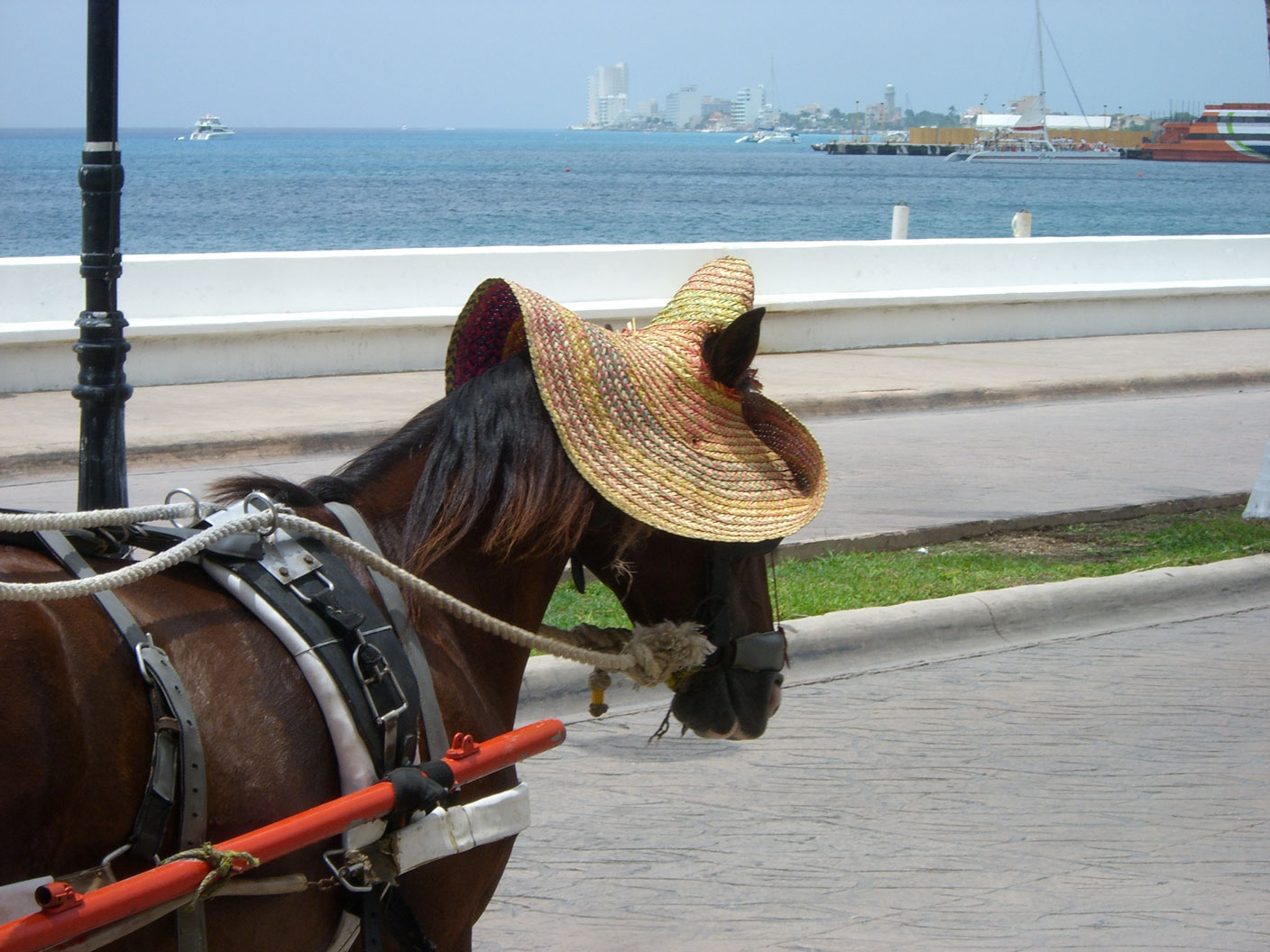 Sweet horse... hat
