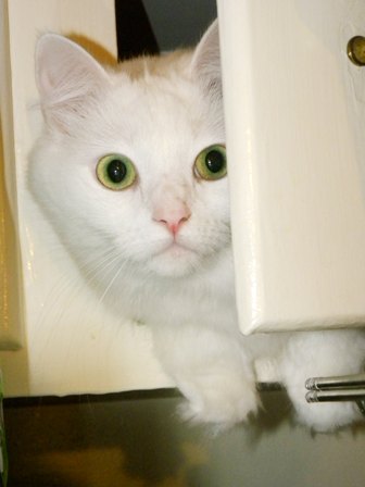 Cute Kitty hiding in the cabinet...