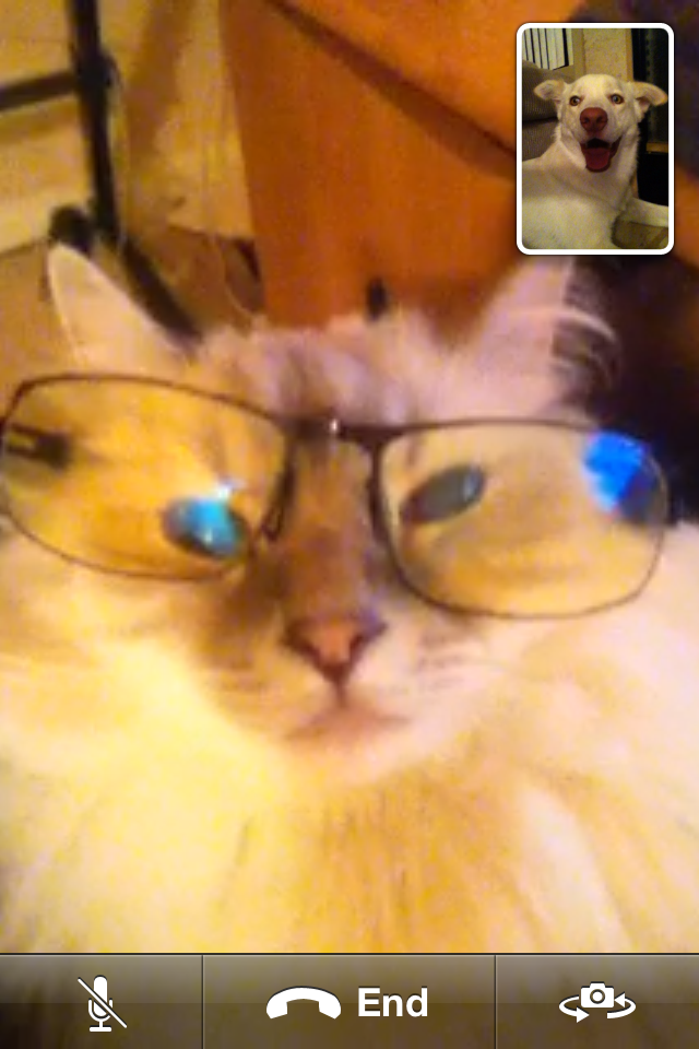 Sam the Cat showing Wiley the Dog his new glasses.  