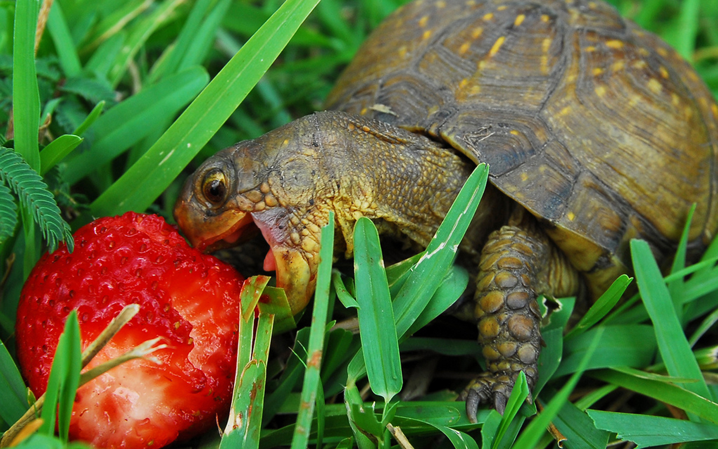  The painting shows a turtle that eats ripe strawberry