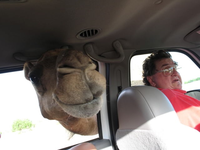 Oh, and camel