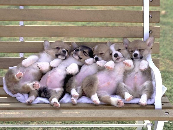 Looks like these puppies have no energy left after a play day at the park! That's just adorable