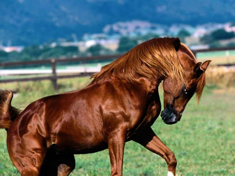 the most beautiful images of horses