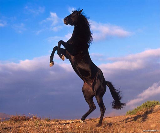 the most beautiful images of horses