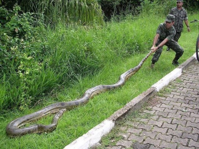 A large snake 