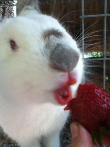 Bunny eats strawberry OMGZZZ so CUTE
