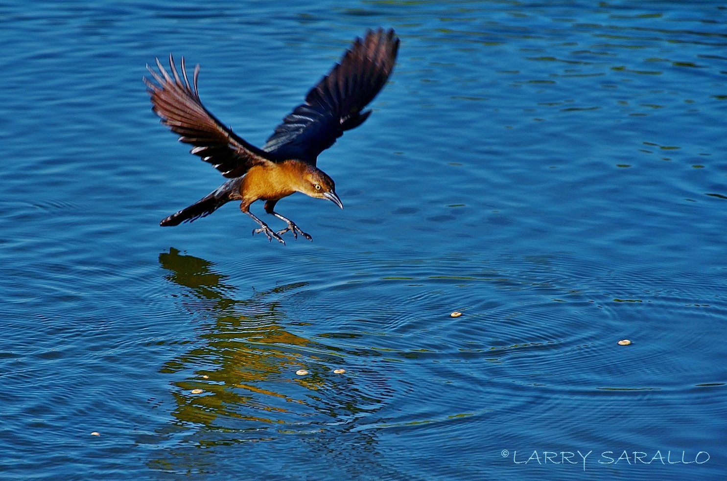 Little brown bird swooping down to pluck a fish out of the lake but all he gets is a Cheerio.