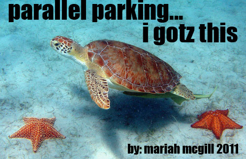 A sea turtle shows the world how to properly park
