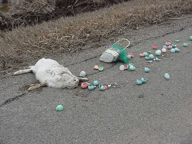 Easter bunny Road kill