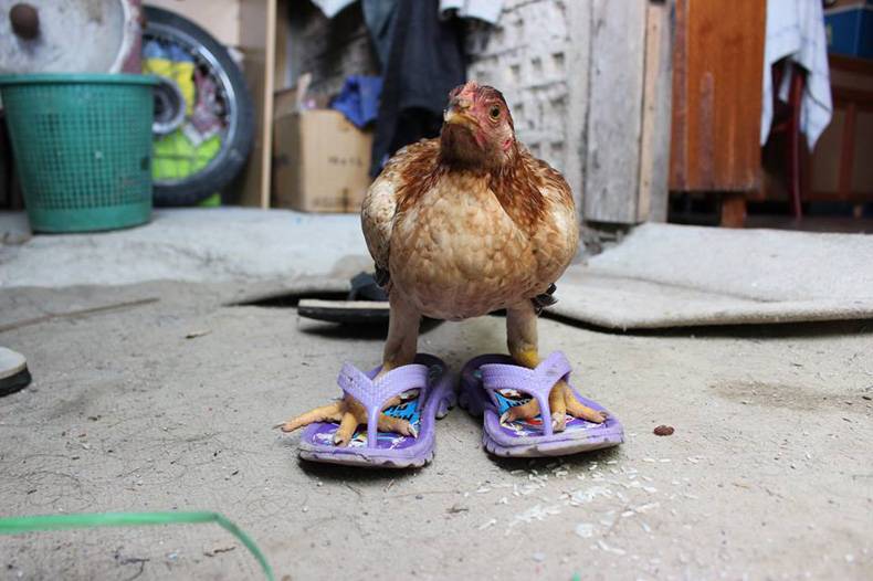 funny chicken in flip flops